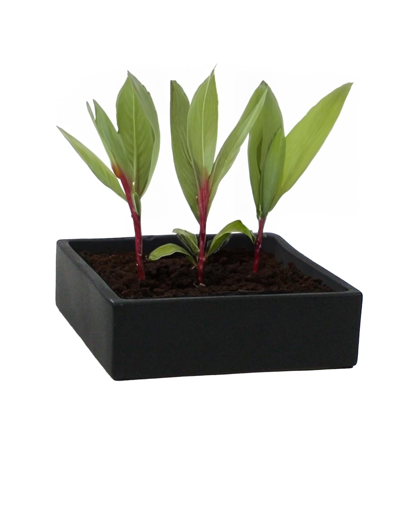 WGVI Black Square Ceramic Vase, Width 10", Height 4", Elegant Morden Short Square Pan Floral Succulent Planter Terrarium Pot Container Tabletop for Accent Home Decor 1 Piece