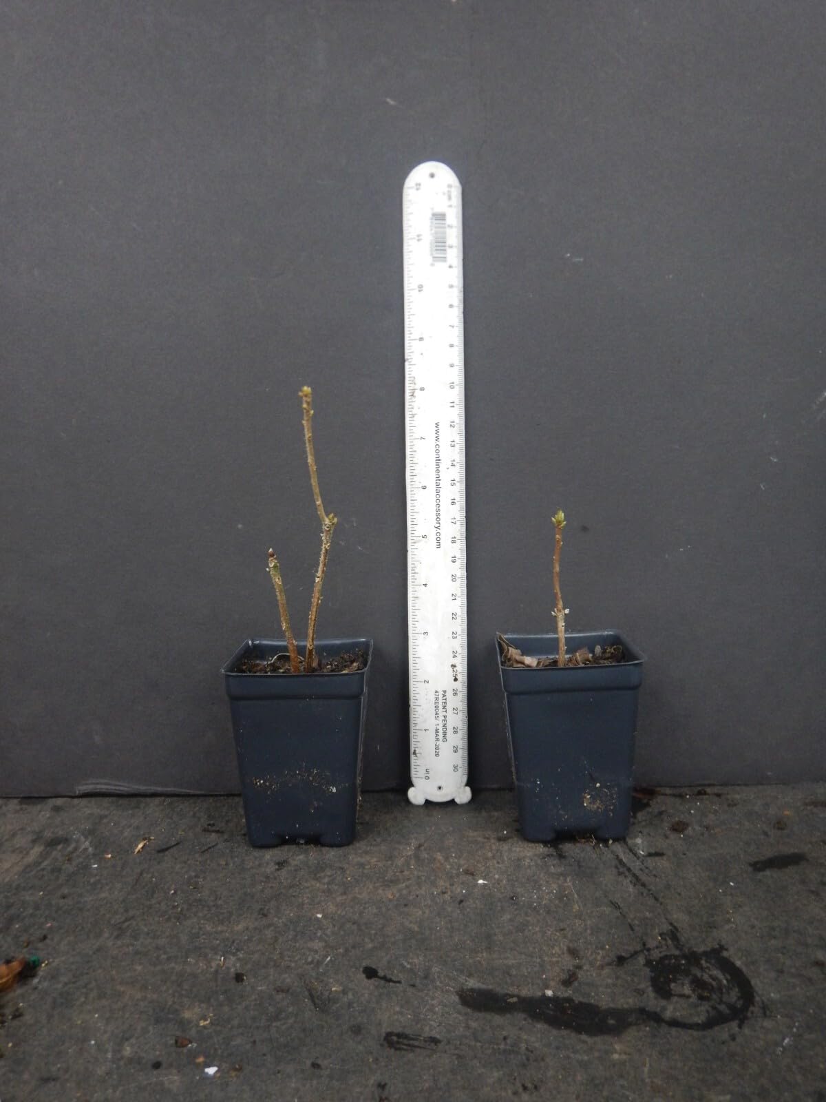Live Plant - Spring Fanfarearomi Azalea Rhododendron Deciduous Small Starter Plant