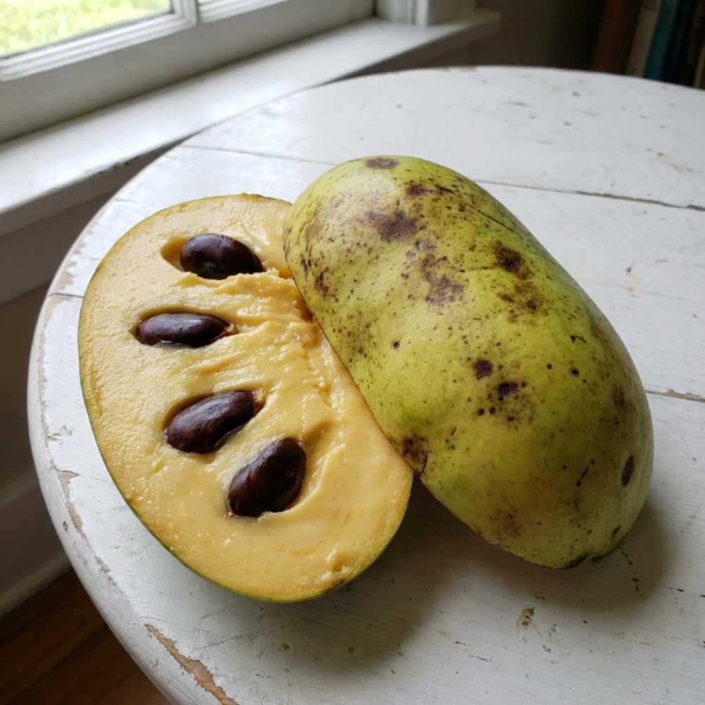 Set 2 Pawpaw Tree Live Plants, Paw Paw Bare Root Plant for Planting, Well Rooted, 8-12 Inches Tall, Sweet Fruit Tree for Garden