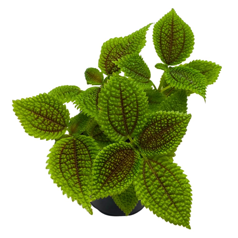 BubbleBlooms Pilea Mollis Moon Valley in a 4 inch Pot Friendship Plant
