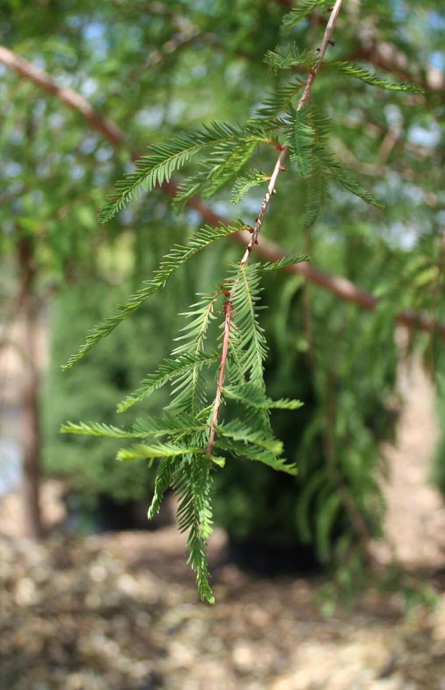 Live Plant - 2 Bald Cypress Trees - Live Plants - 18-24" Tall - Qt Pot - Taxodium distichum
