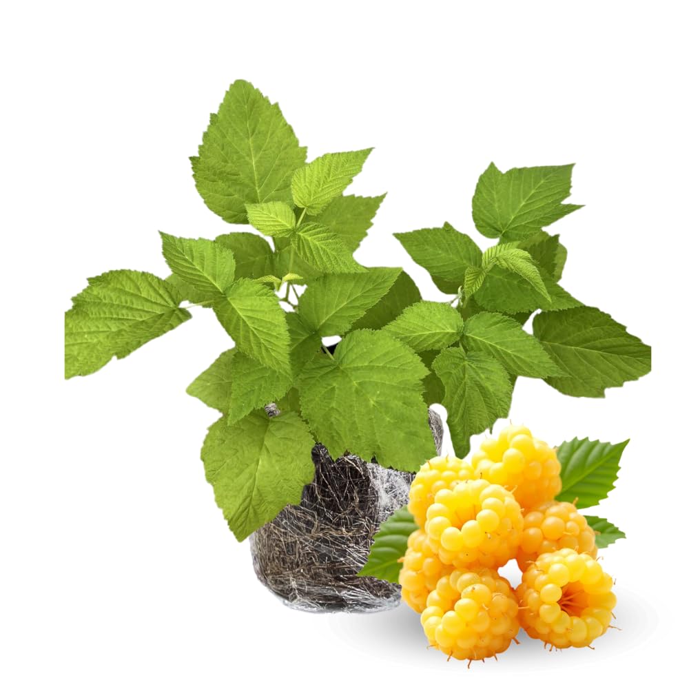 2 Raspberry Plants Live for Planting, Golden Raspberry Everbearing, Very Large and Sweet Raspberries, Well-Rooted Zones 4-8 (Fall Gold Yellow)
