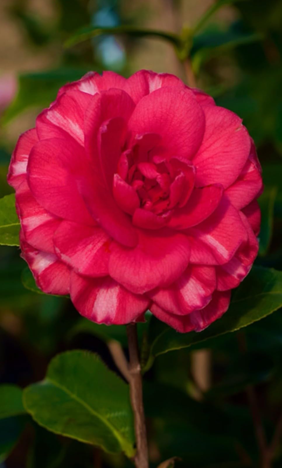 Live Plant - Glenncamellia Japonica-Live Starter Plant