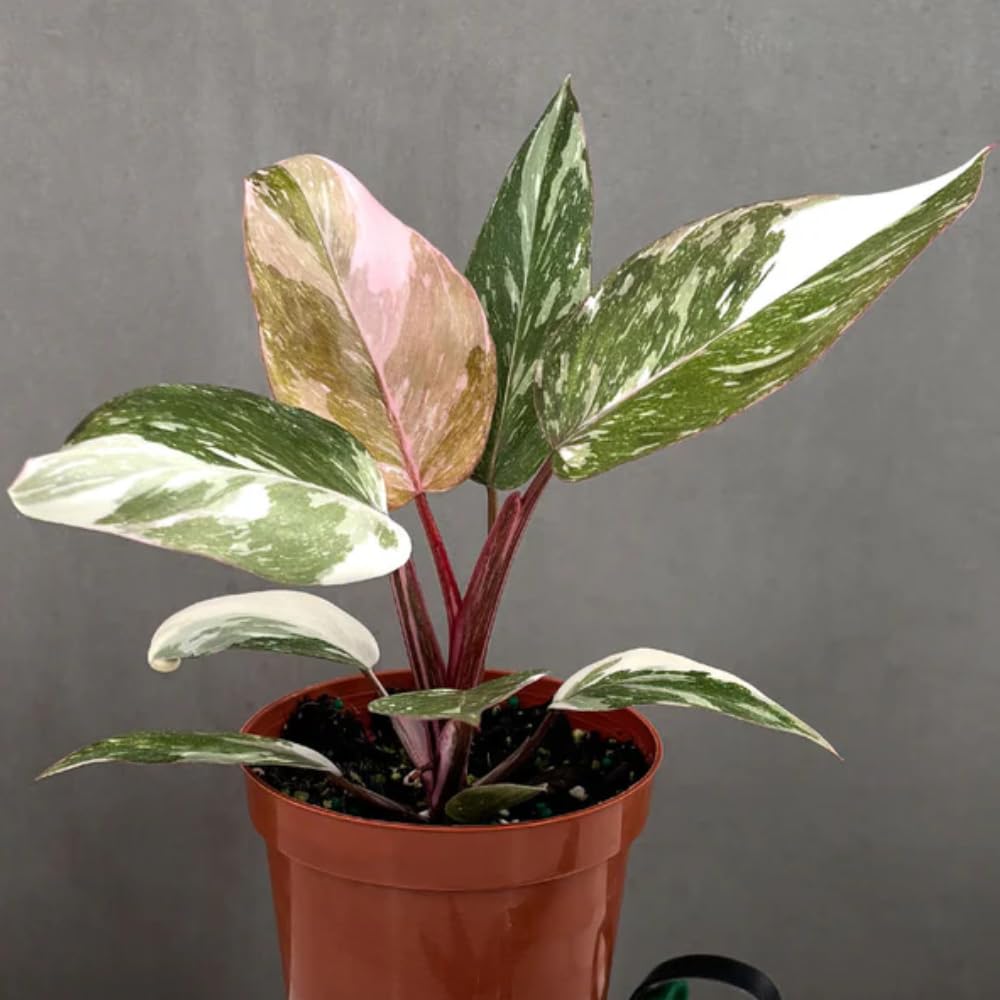 2 Pink Philodendron Plants Live, Variegated Indoor Houseplant, 5-8 Inch Tall Tropical Foliage, Rare Philodendron