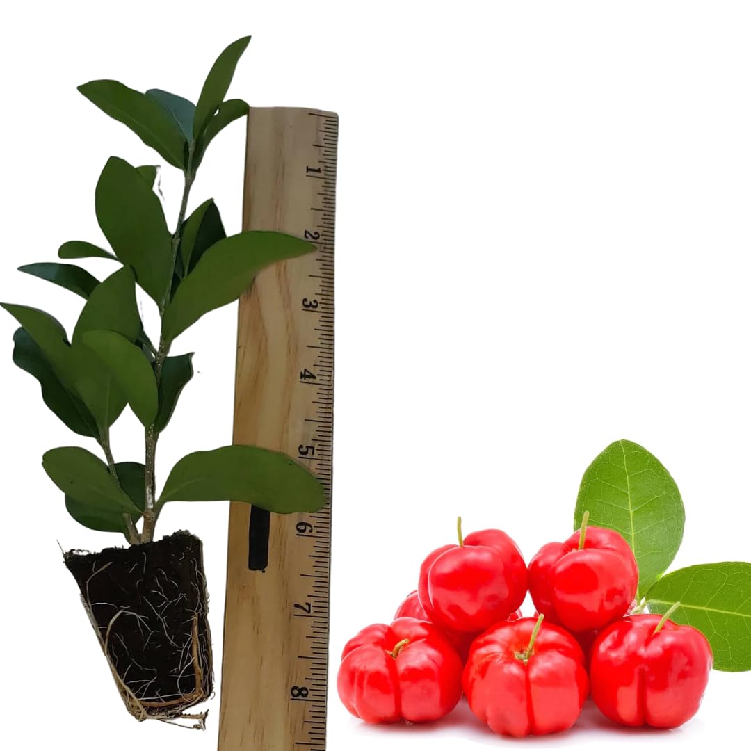 Dwarf Barbados Cherry Tree 4-8" in Tall, Sweet Cherry Live Plant, Starter Plants High Yielding, No Pot, Outdoor Spring Planting