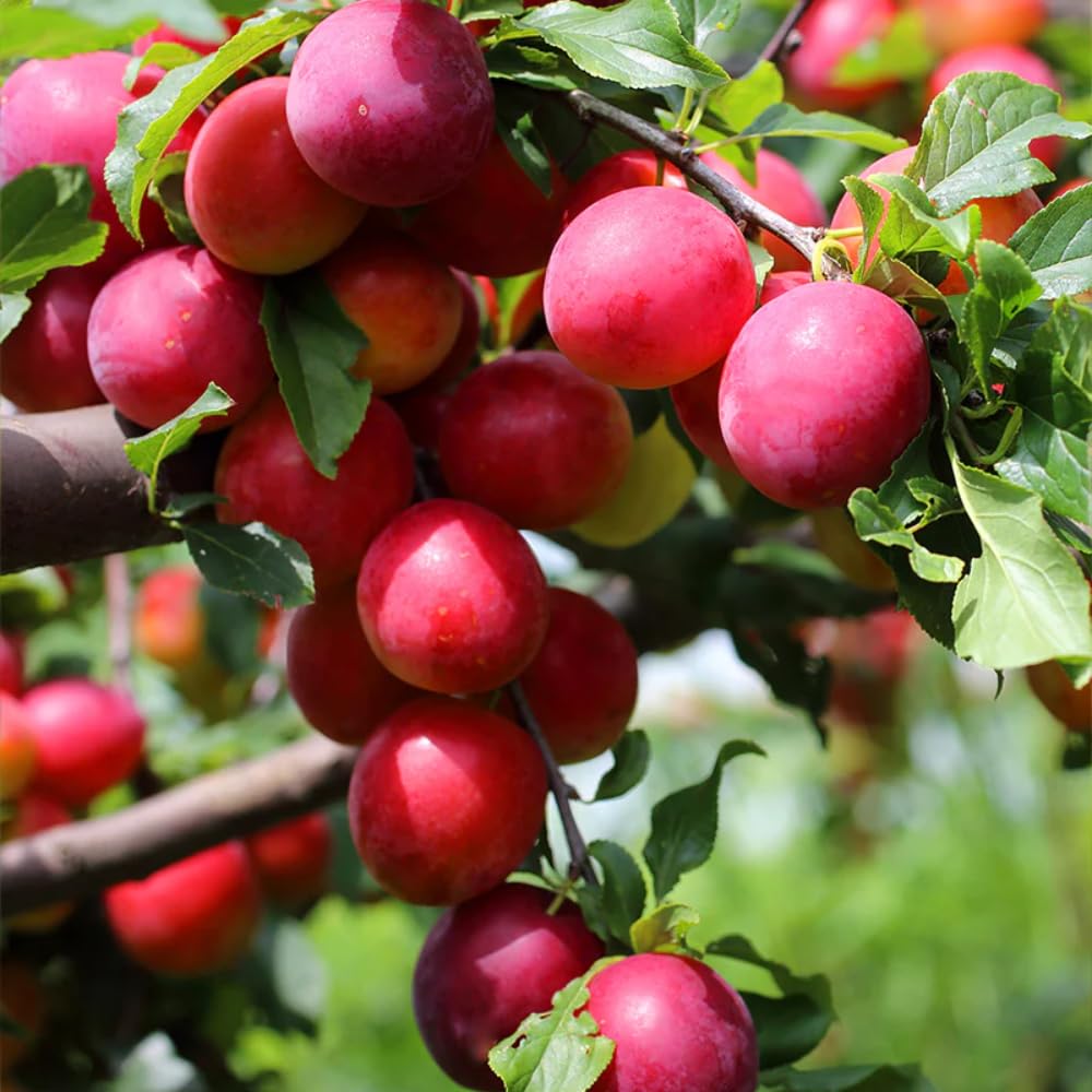 2-3 Years Old Plum Tree Live Plant, Well Rooted Red Plum Seedlings, Containers or Garden Beds Growing, 2-3 Feet Tall (Sweet Red Plum)