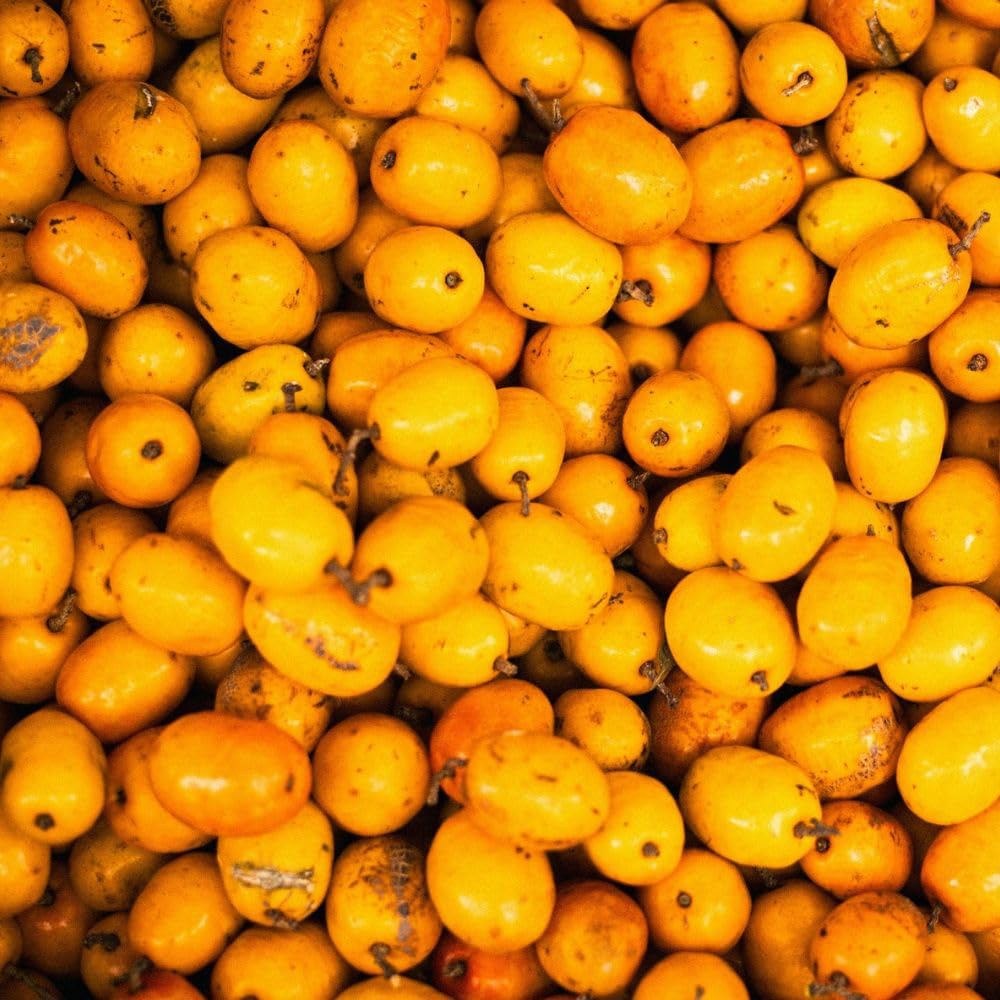 Seedling Loquat Tree Live Plant 3 Gallon, Loquat Fruit Tree 2 to 3ft Tall, Sweet Fruit Tree Growing Plant, No Ship to CA