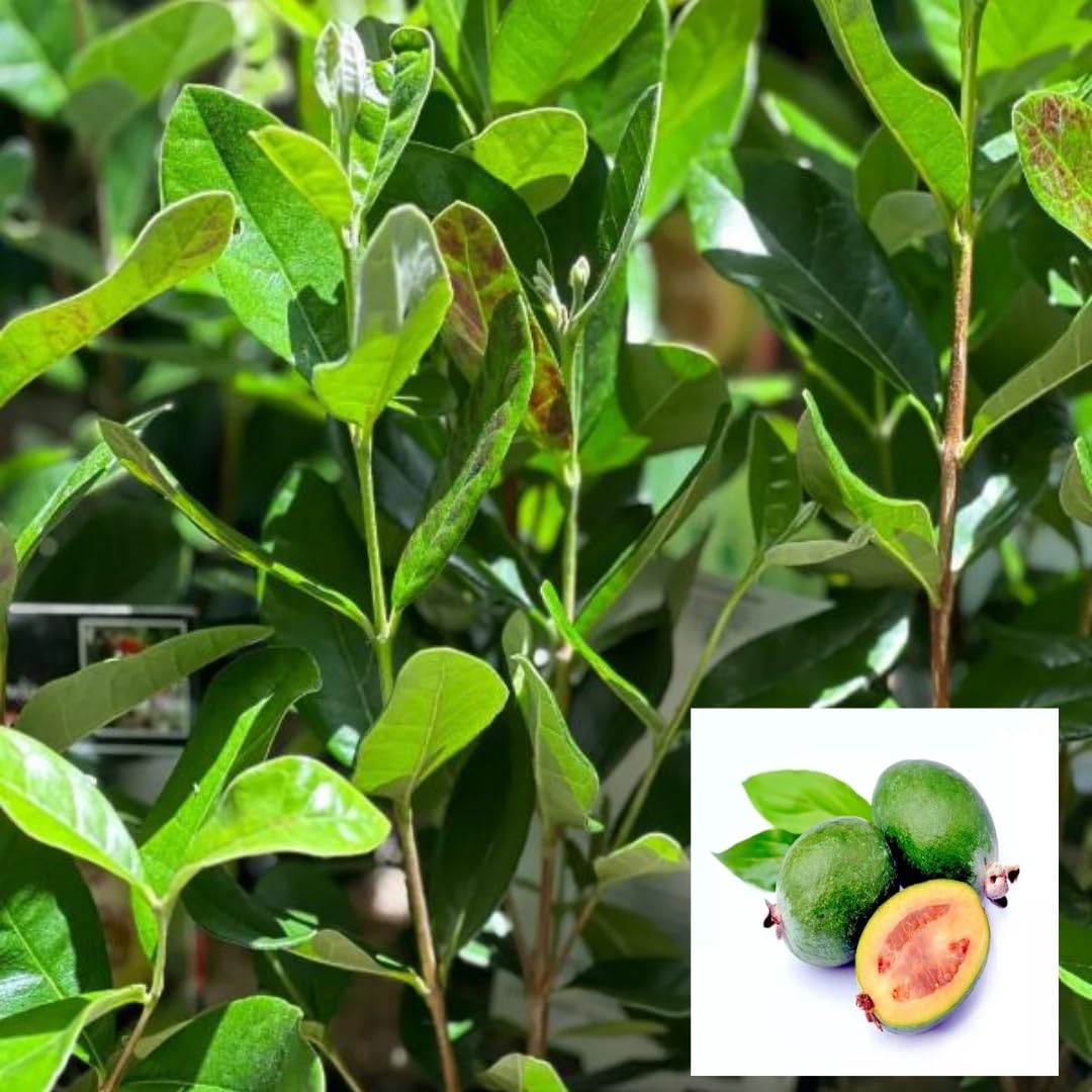 Pineapple Guava Tree Live Plant, 4"-8" in Tall, Well- Rooted Fragant Guava for Gardening, Zones 9-11