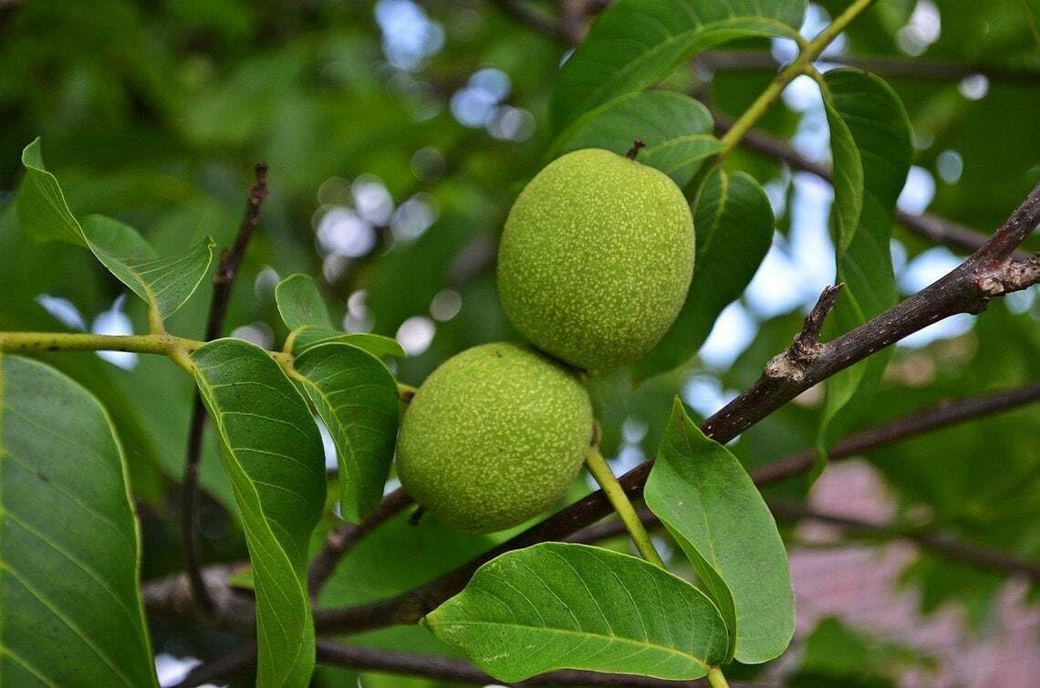 2 Black Walnut Trees - 10-18" Tall Nut-Bearing Live Plants - Fast Growing Tree Seedlings - Juglans Nigra - (2 Pack)