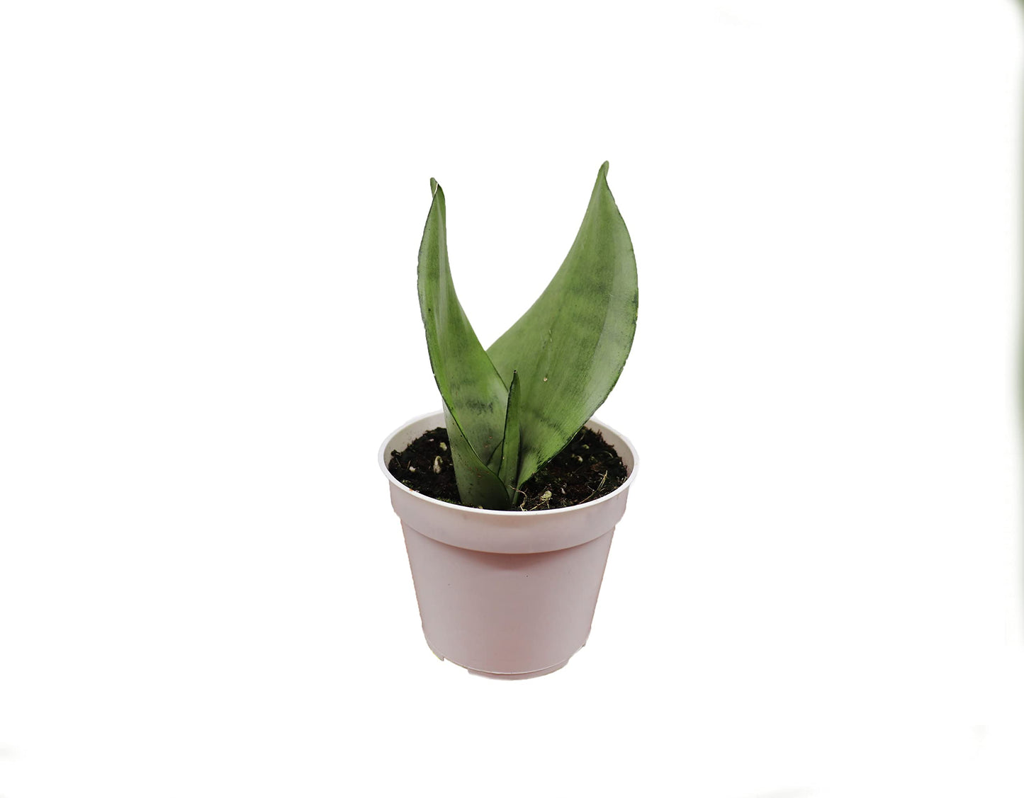 Sansevieria Snake Plants, Live Indoor Plant (Moonshine, 4 inch)
