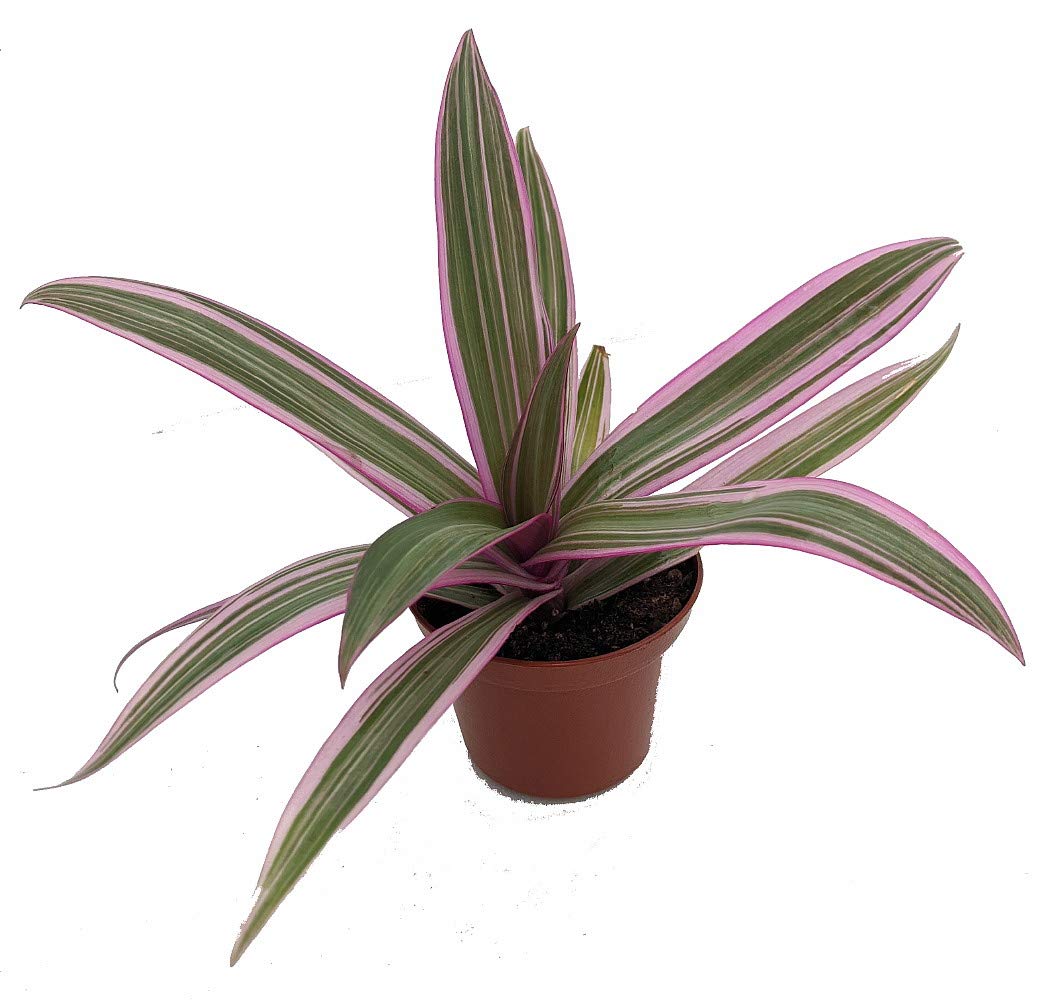 Tricolor Moses in The Cradle Plant -Rhoeo spathacea Tricolor - 2.5" Pot