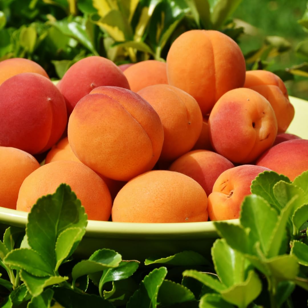 Live Apricot Tree for Planting, 2–3 ft Tall in 3-Gallon Pot, Fruit Tree, Suitable for Outdoor Garden Planting, No Ship to CA