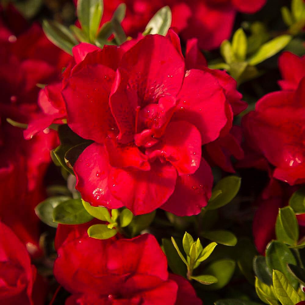 Live Plant - Encore Autumn Bonfireazalea Deciduous Well Rooted Starter Plantblood Red!
