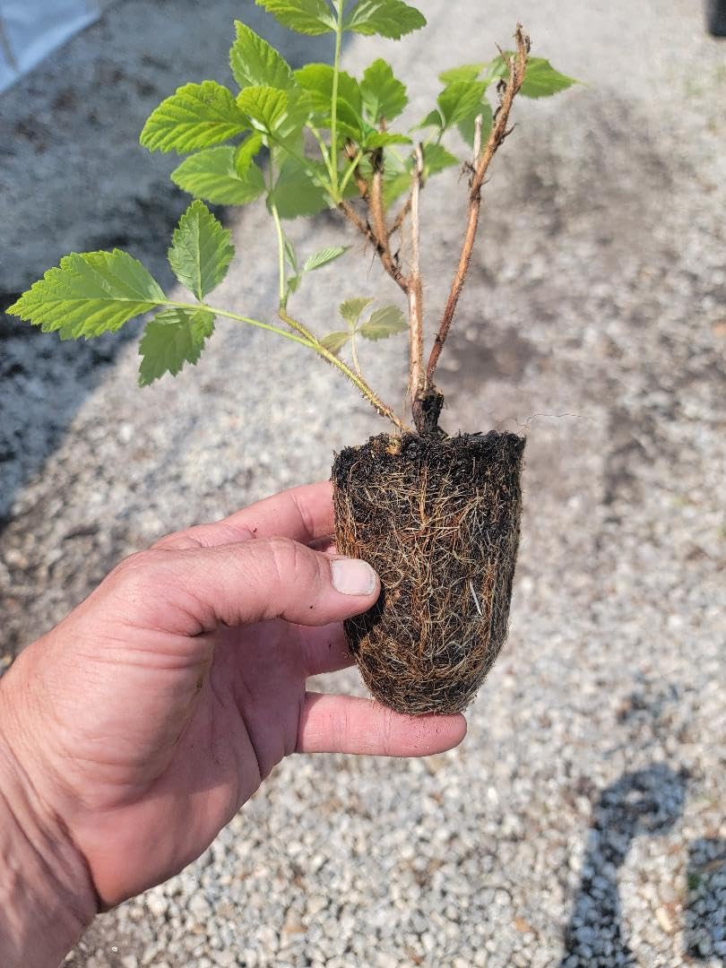 Live Plant - COHO Red Raspberry (Rubus) - Starter Plant