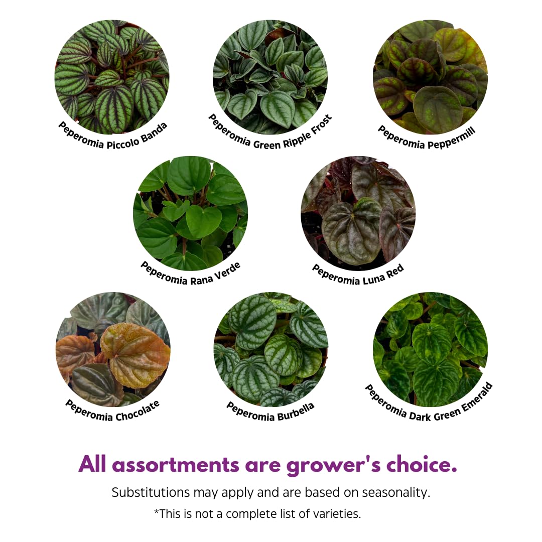 BubbleBlooms Peperomia Assortment Set of 3 in 2 inch pots