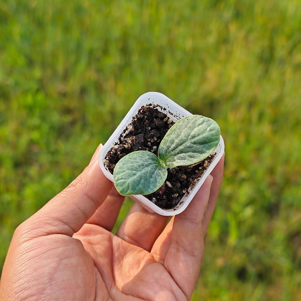 BangQiao 200 Pack 1.95 Inch Tiny Clear Plastic Square Nursery and Seedling Pot, Mini Transplant Seed Starter Planter with Drain Hole for Germination, Herb, Succulent