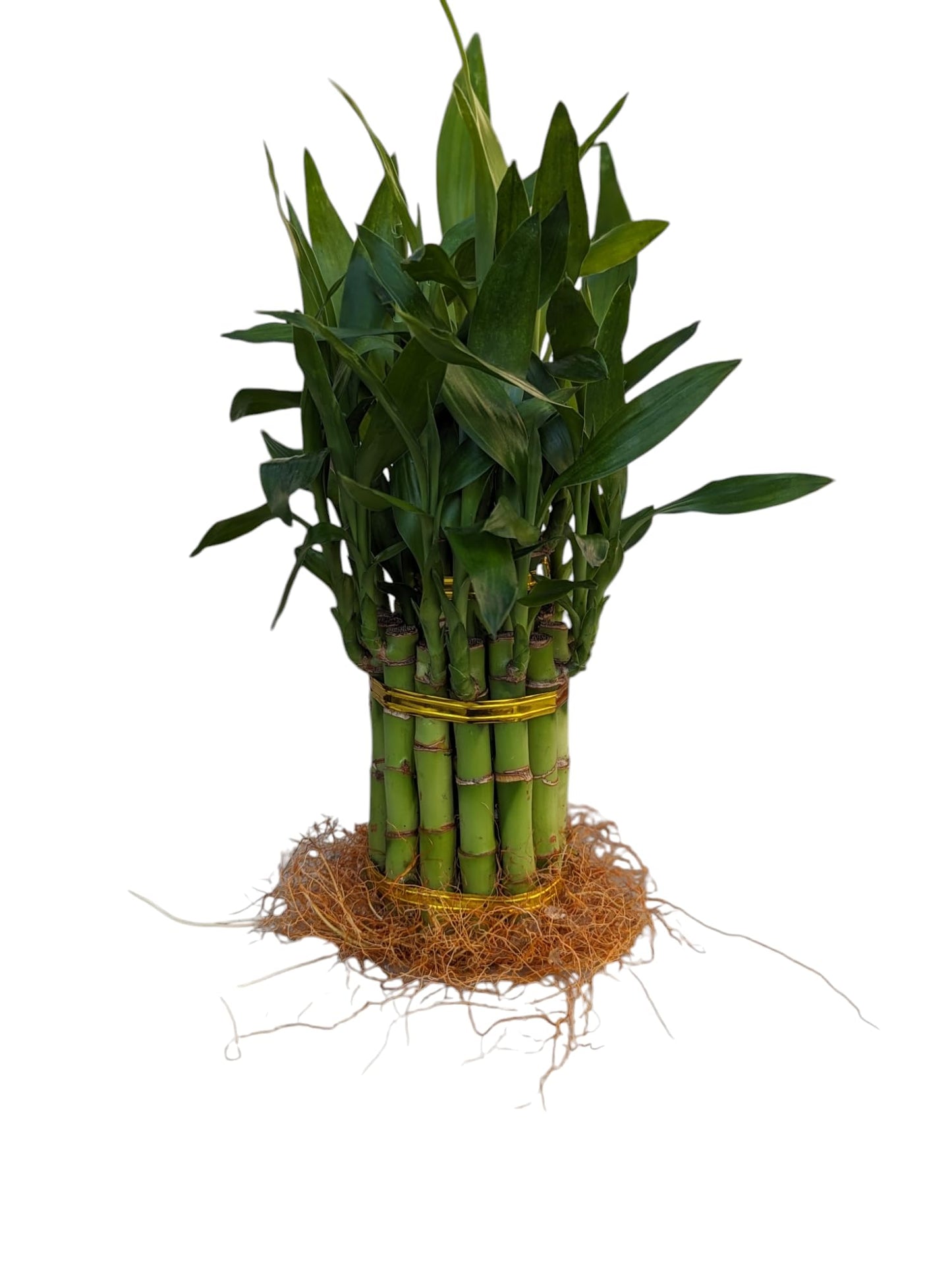 Live Lucky Bamboo Plant, 15 Stalks, Two Tier, Air Purifying, Indoor