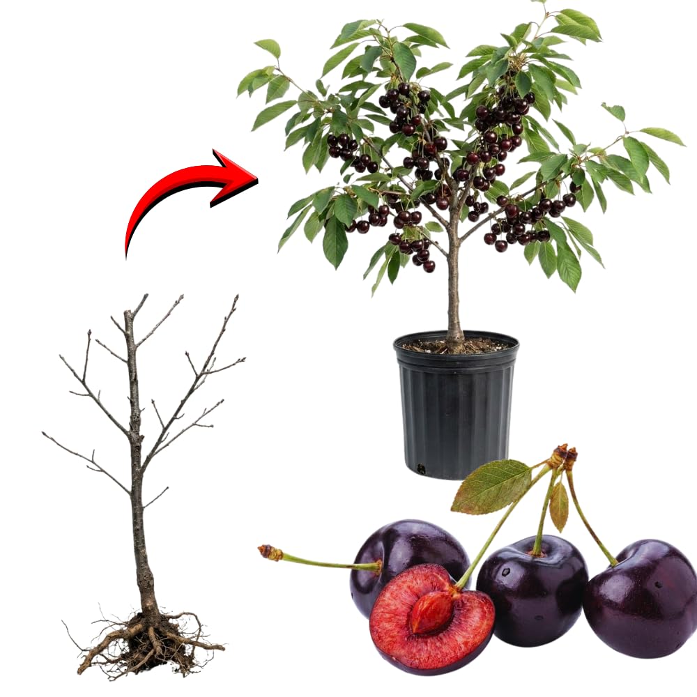2 Black Cherry Trees Live Plants Bare Roots, Sweet Cherry Fruit Tree Plant for Gardening Outdoor, 1 to 1.5 FeetTall