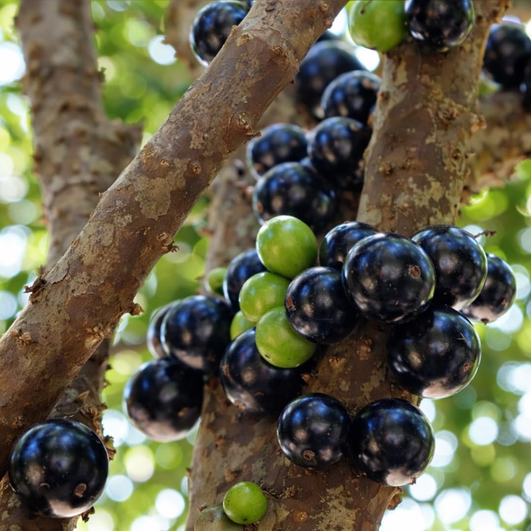 Live Black Jaboticaba Tree Plant, Brazilian Jabuticaba Plant, Sweet Fruit Tree, 1 Feet Tall for Outdoor Planting