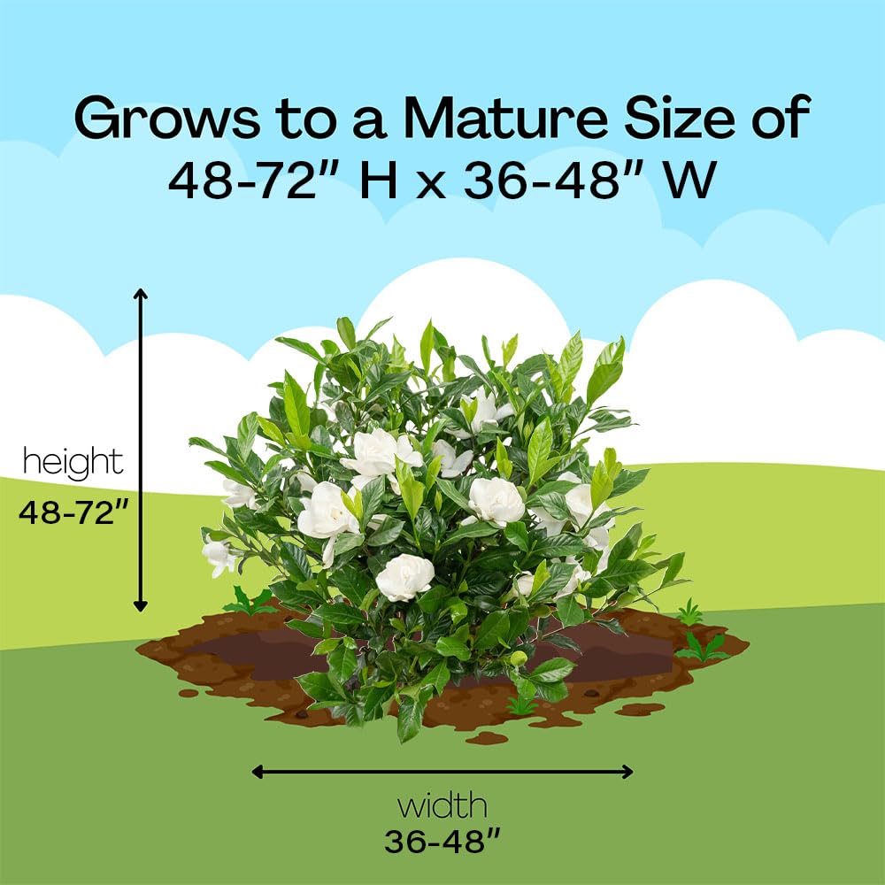 Shrub 2.5 Qt. August Beauty Gardenia