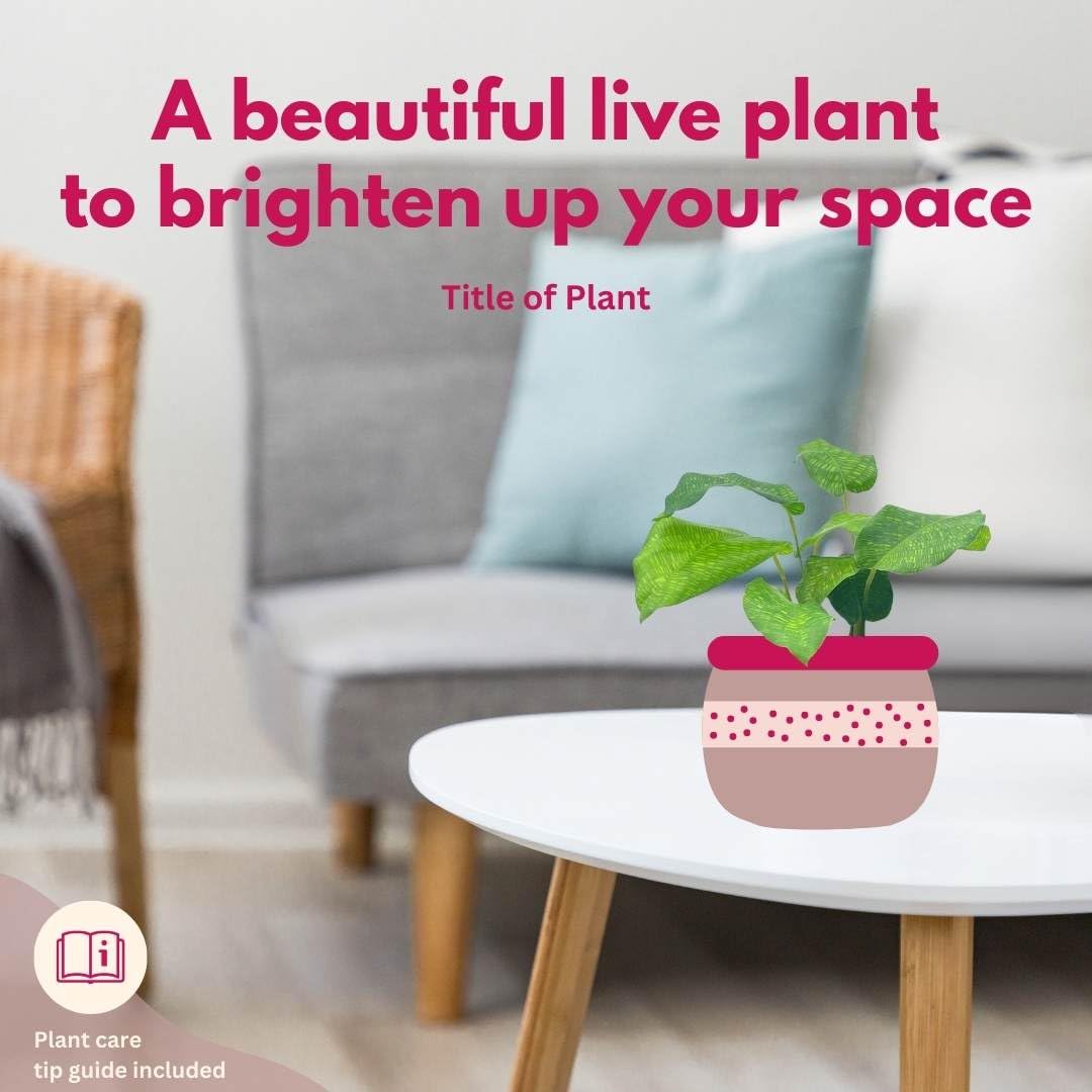 BubbleBlooms Calathea Musaica, 4 inch Calathea Network Prayer Plant Rare