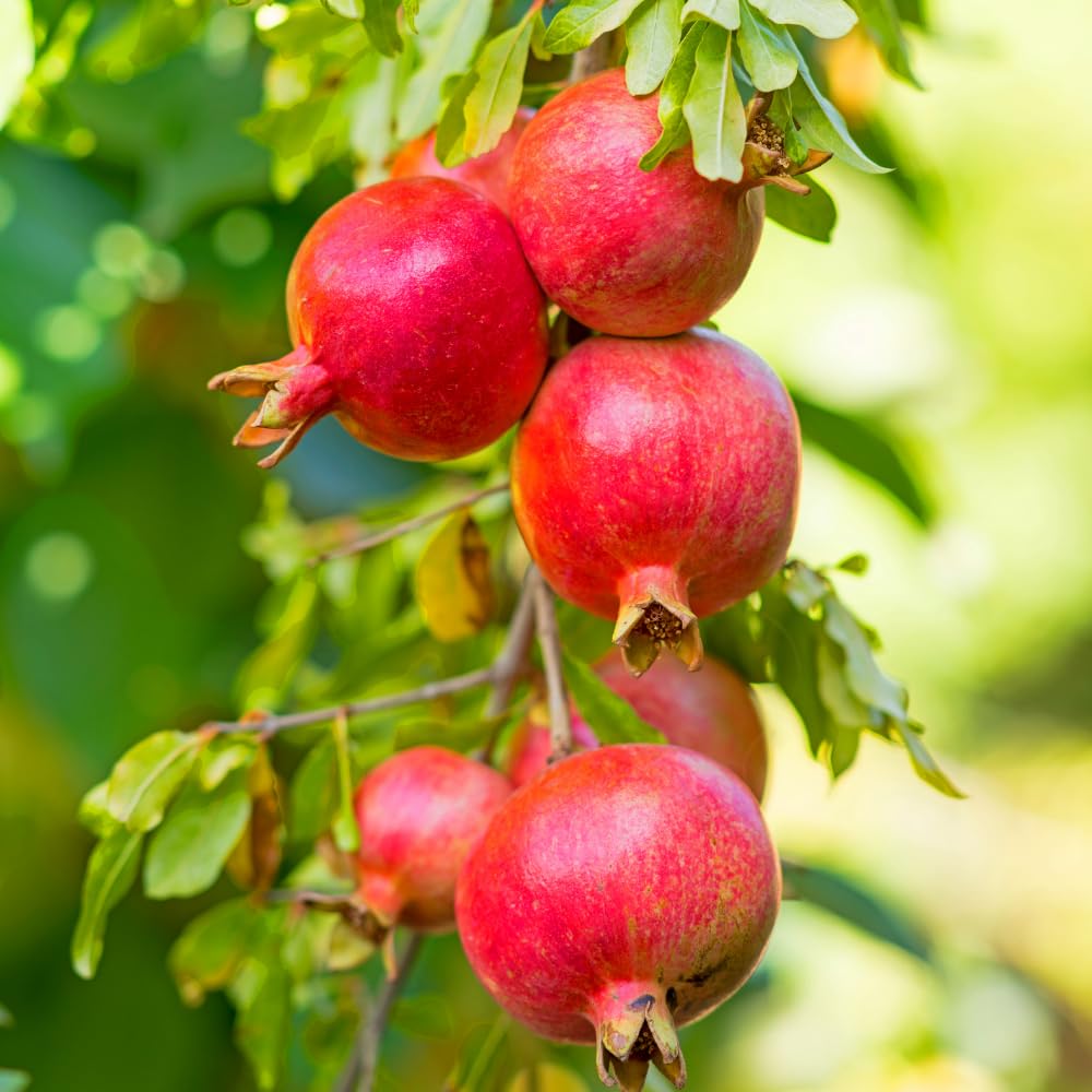 Pomegranate Tree Live Plant for Planting, 8–10” Tall in 4" Pot, Sweet Pomegranate Fruit Tree for Outdoor Growing