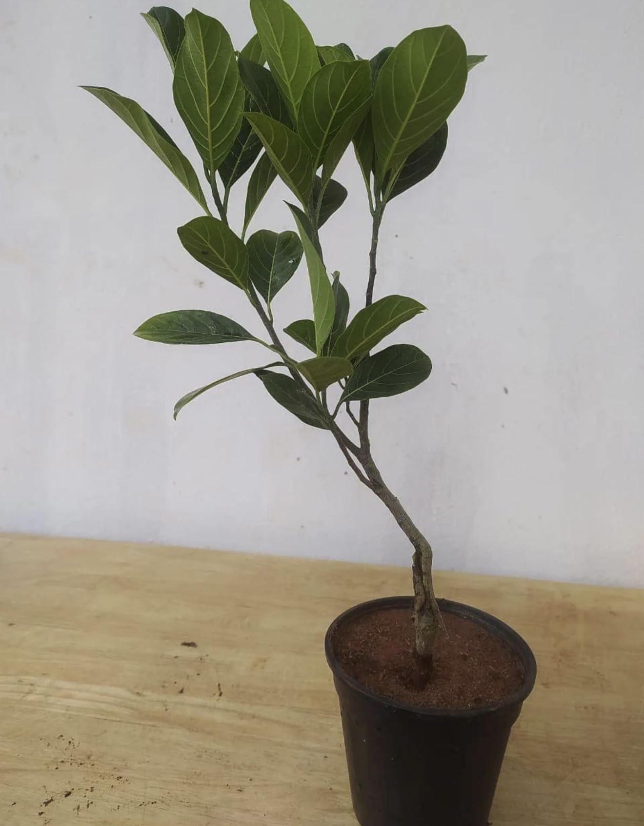 Jackfruit Artocarpus Heterophyllus Jack Live Fruit Tree (1-2ft) jaca,yaca Plant