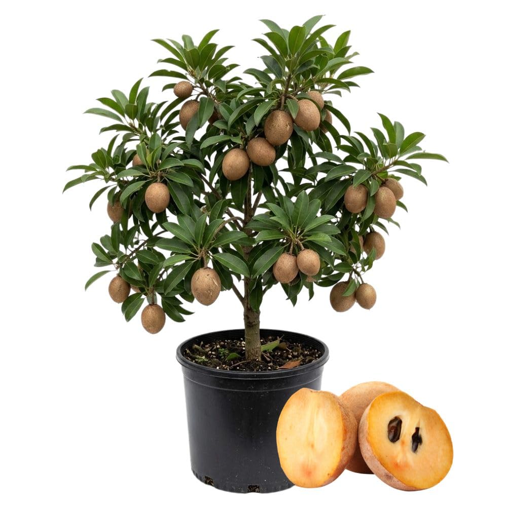 Live Sapodilla Plant 2-3 Feet in 3 Gallon Pot, Sapote Plant Live, Tropical Fruit Tree for Outdoor Garden, No Ship to CA
