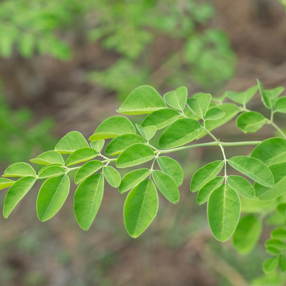 2PPP Moringa Tree Plant Live, Moringa Oliefera Plant, Well Rooted, 4-7" in Height in 4" Pot for Growing