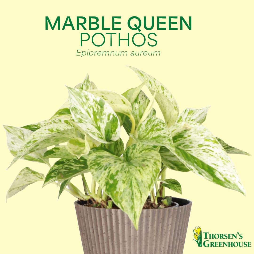 Thorsen's Greenhouse Marble Queen Pothos, Live Indoor Plant, Easy to Grow, Rare Variegated Houseplant, Natural Air Purifier, 4-inch Diameter Pot (Natural)