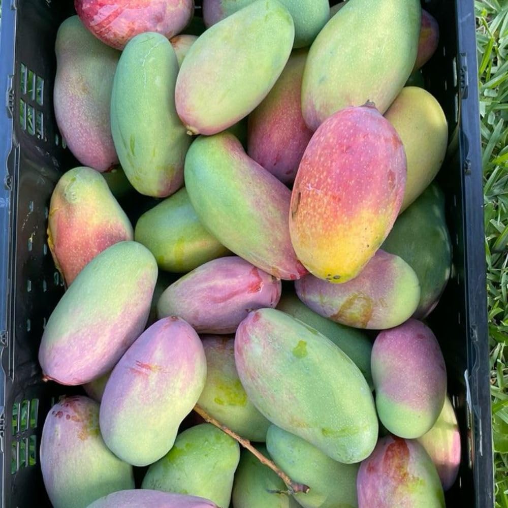 Red Green Mango Plant Live 2-3 ft, Mango Tree 3 Gallon Pot, Fresh Sweet Mango Fruit Plant for Your Garden, No Ship to CA