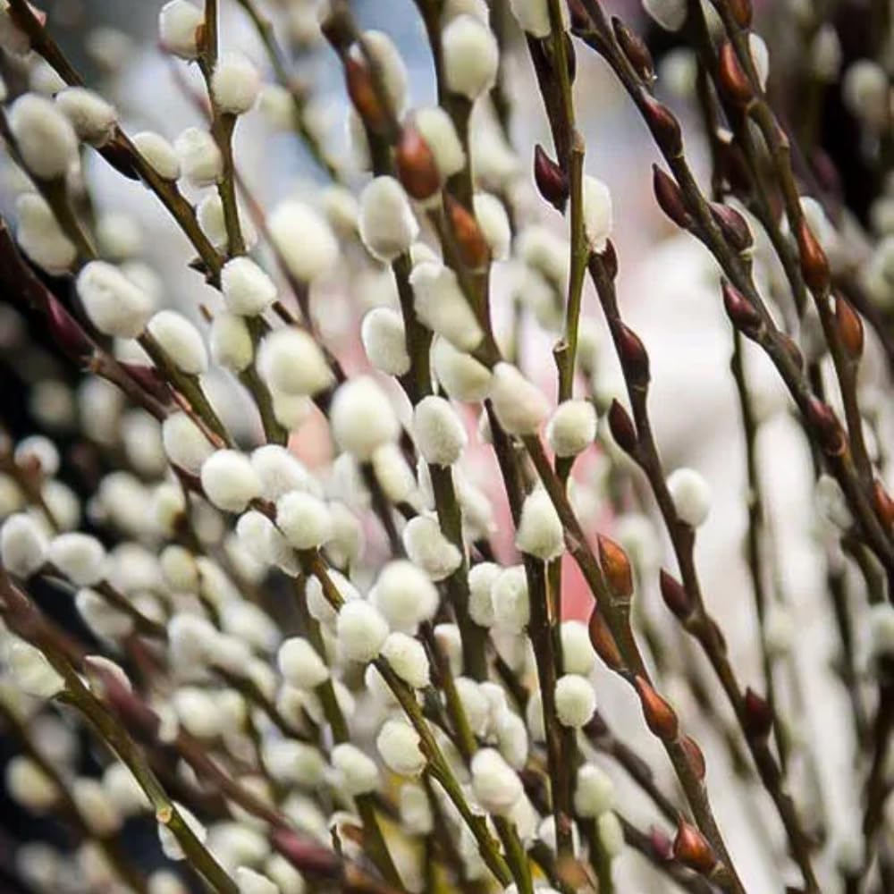 Live Pussy Willow Plant, 1 Year Old Pussy Willow in Gallon Pot, Hardy Ornamental Shrub, Winter Dormant