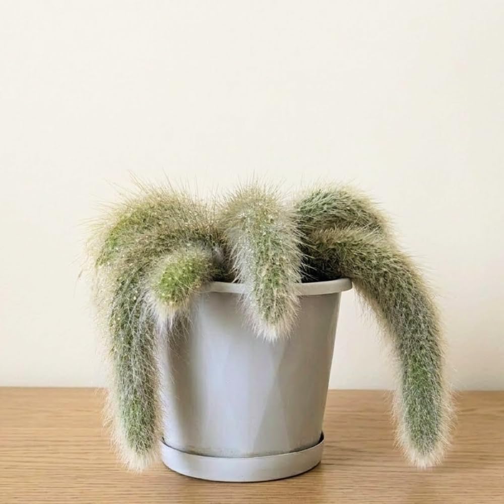 Rare Monkey Tail Cactus Live Plant – 7-9 Inch Succulent for Indoor & Outdoor, Unique Trailing Live Succulent, Ideal Gift for Plant Lovers