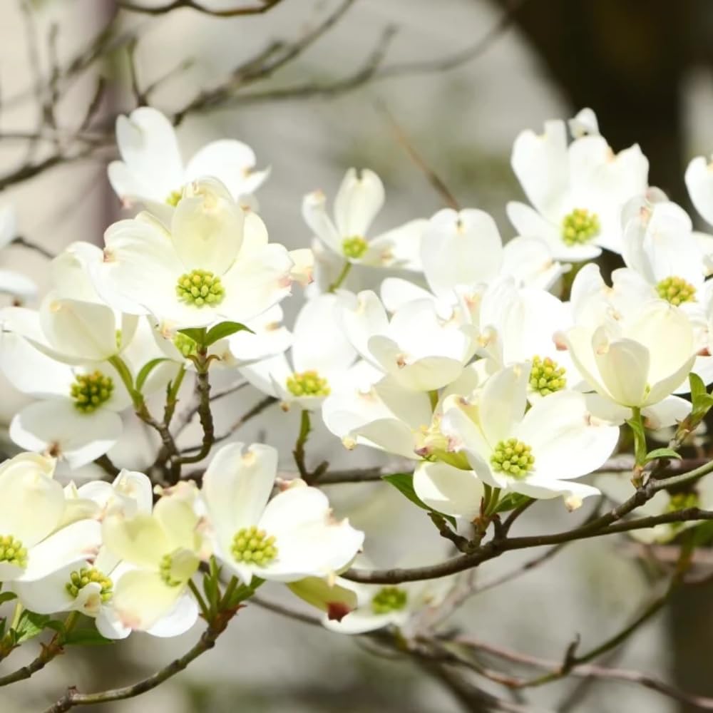 White Dogwood Tree, 8-14 Inch Tall, Quart Pot, Flowering Ornamental Tree for Outdoor Planting and Landscaping