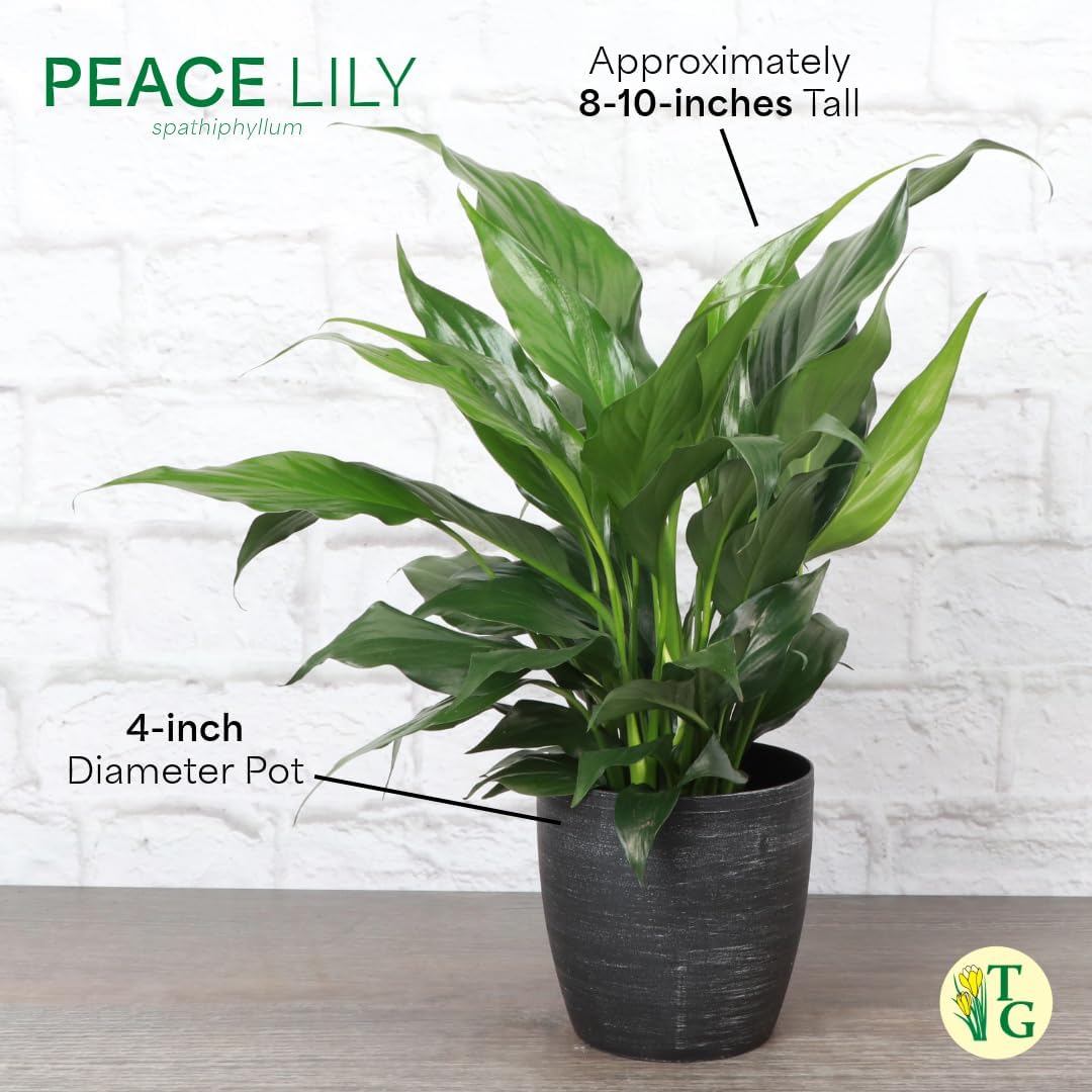 Live Peace Lily Plant, Spathyphylum, Low Light, Live Indoor Plant, 4" Diameter Pot