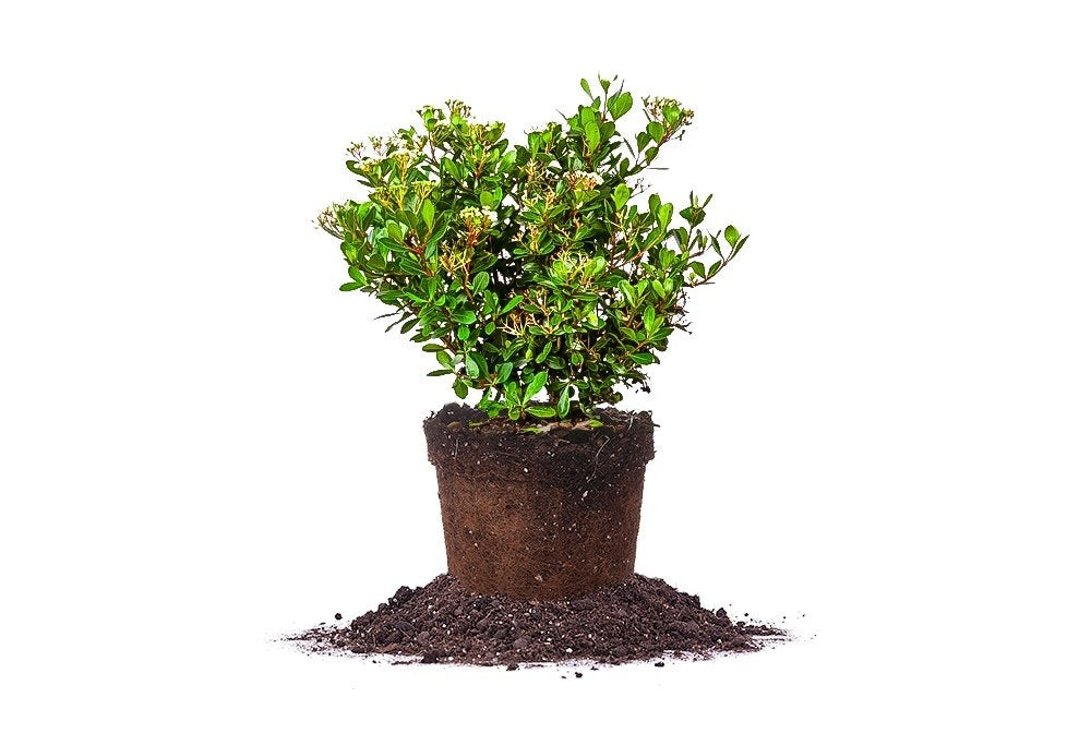 Mrs. Schiller's Delight Viburnum 1 Gallon