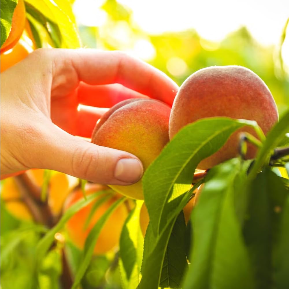 Mixrug 5+ Dwarf Peach Tree Seeds for Planting,Organic Fruit Tree Seeds,Prunus Persica Seed Non-GMO Heirloom for Sweet Juicy Fruit, Self Pollinating & Fast Growing Backyard Orchard Tree