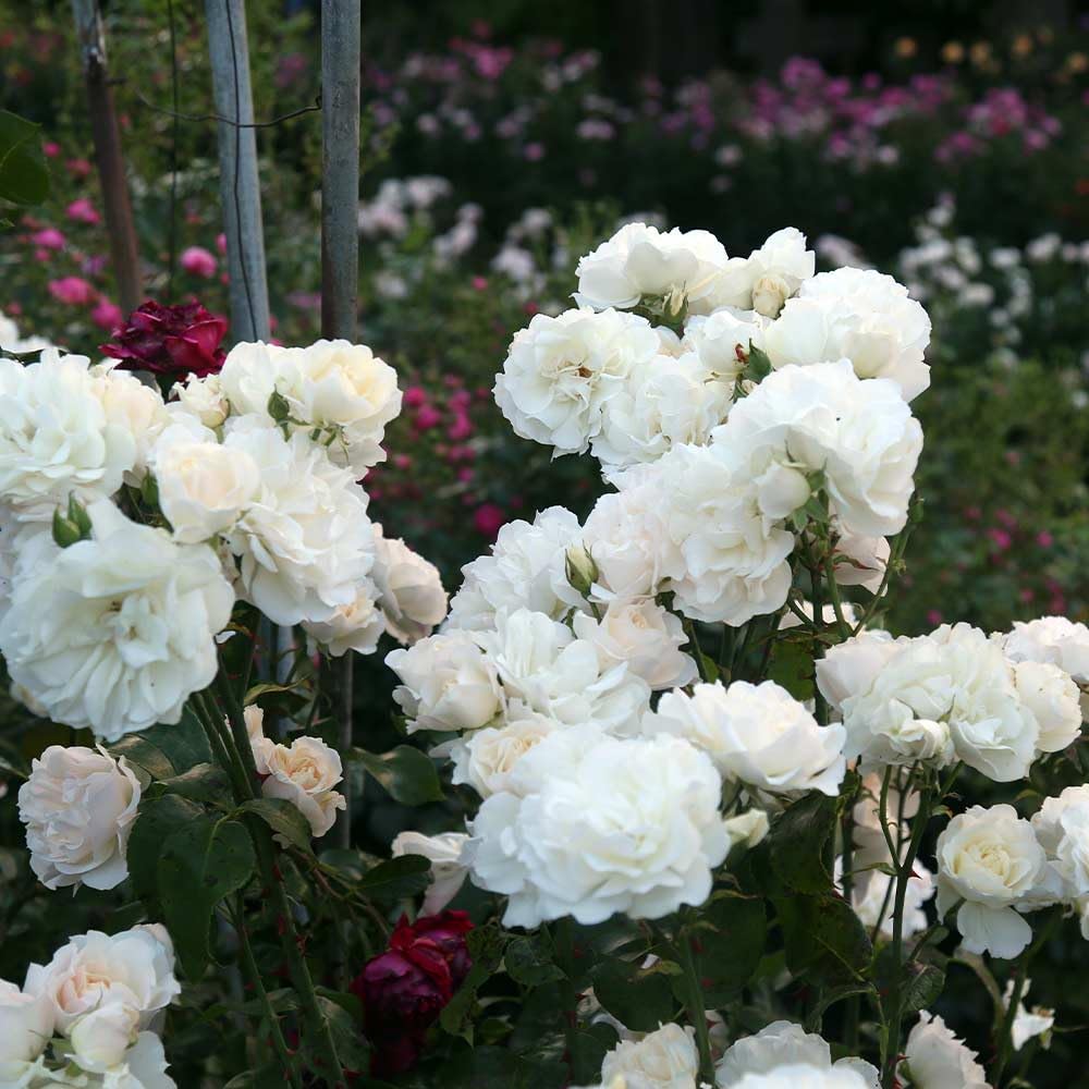 Heirloom Climbing Roses, Live Own Root Plant for Outdoor Garden, Cloud 10™, Moderately Fragrant, Hardiness Zones 5-10, Continual Blooming