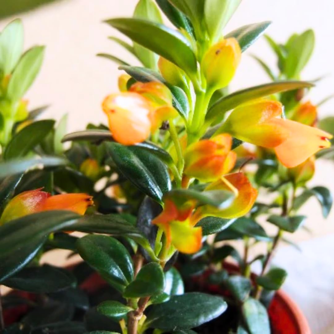 Tropical Goldfish Plant Live, 4" Potted Trailing Houseplant for Indoor or Patio Hanging