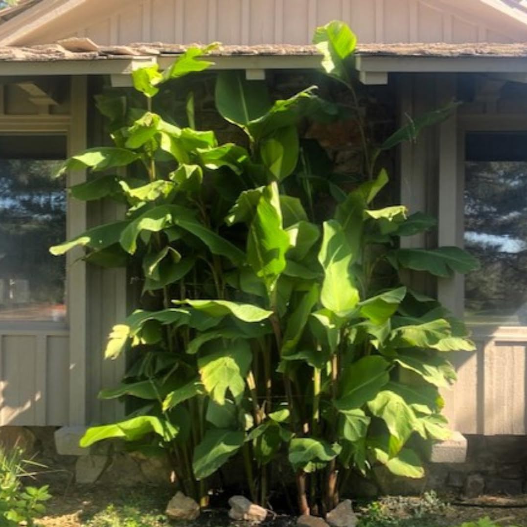 Grande Red Stripe Canna Lily Bulb – Giant Green Leaves with Red Striping, Tropical Privacy Screen, Zones 3–9, 6–8 Ft Tall, Summer Rhizome, 1 Bulb