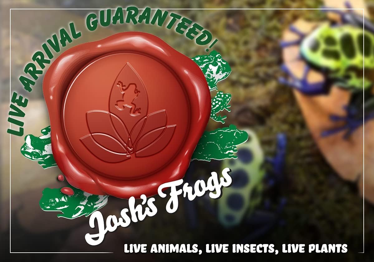Josh's Frogs Tillandsia bulbosa Air Plant