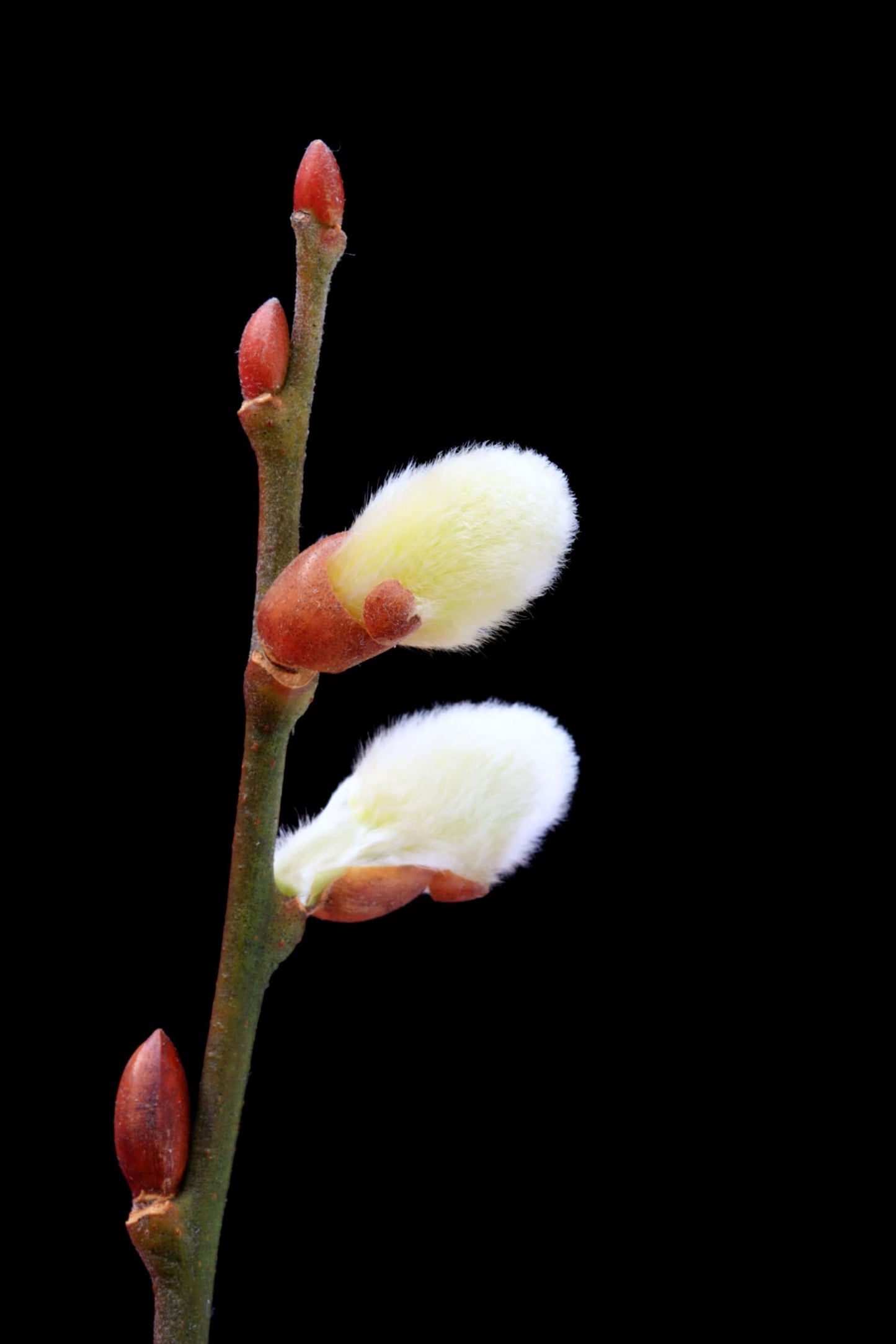 Pussy Willow Tree Cuttings to Plant - Grow Stunning Catskin Willow Trees (4 Cuttings)