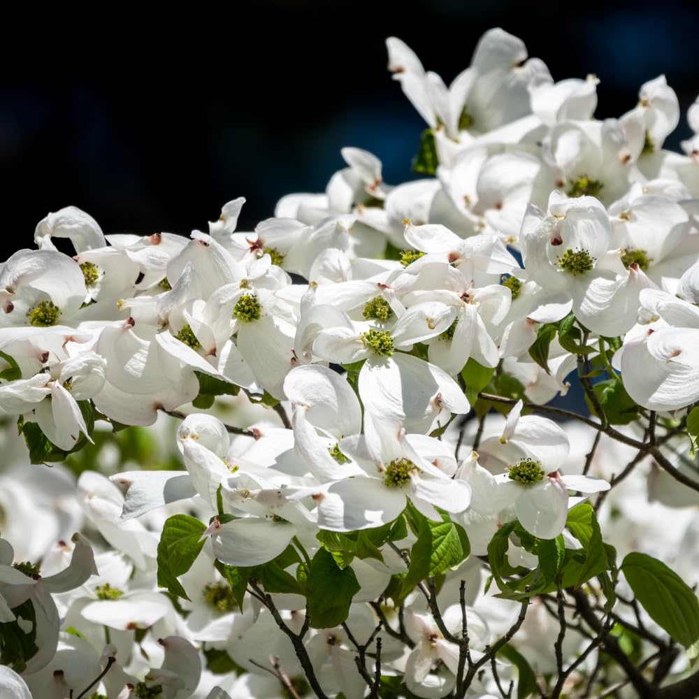 White Dogwood Tree Live Plant in Quart Pot, 8-10 Inches Tall, Dogwood Trees, White Flower for Spring Blooms