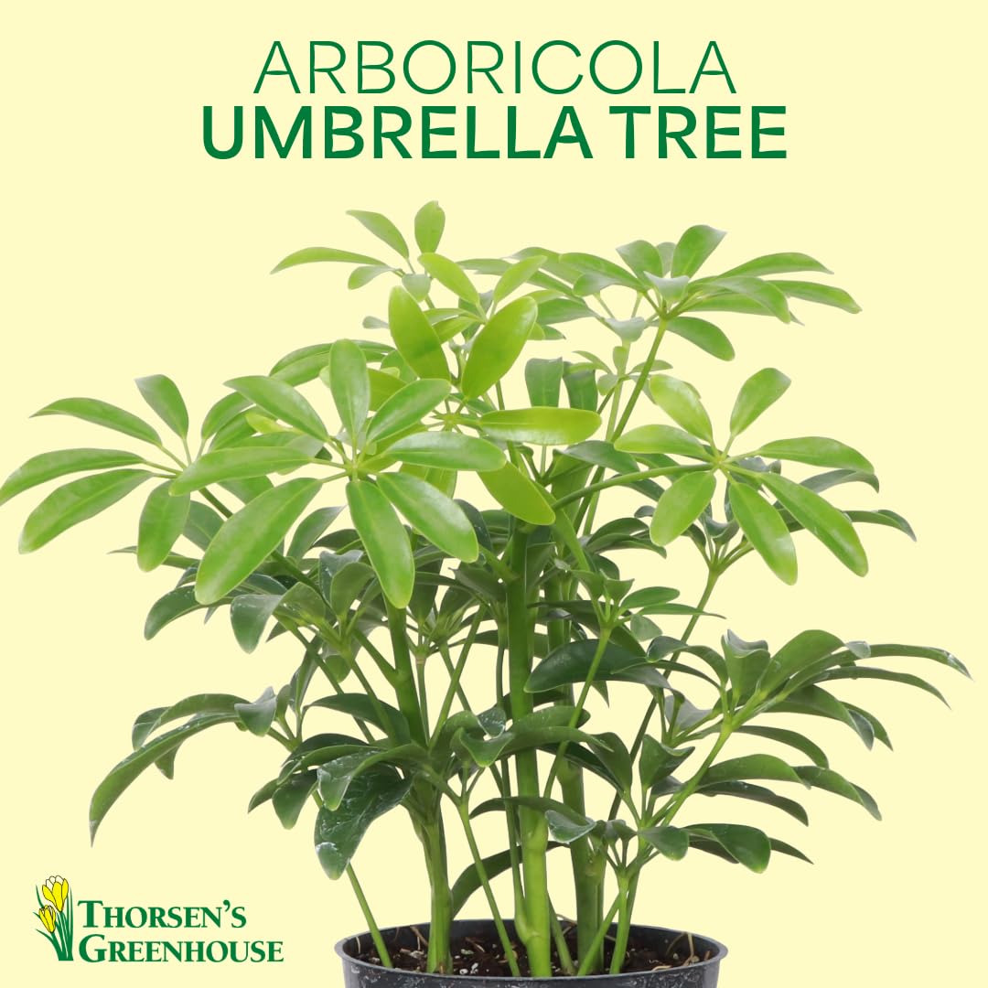 Thorsen's Greenhouse Live Arboricola Umbrella Tree Plant, Schefflera Arboricola, Natural Air Purifier, Easy to Grow, Live Indoor Houseplant, 6-inch Diameter (Sage (6" Pot))