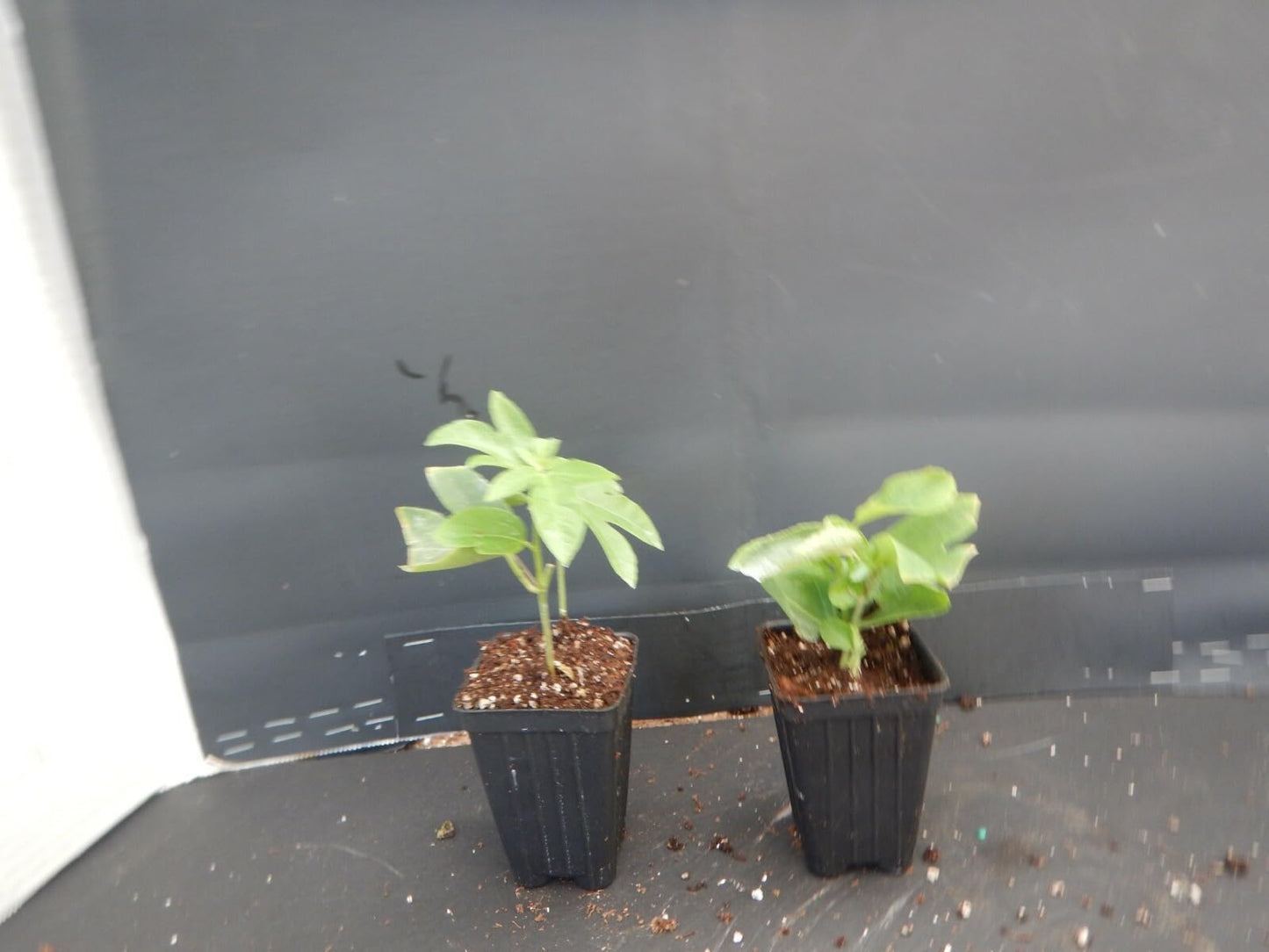 Live Plant - Lady Margaret Red Burgundy Passion Flower Vine Fragrant Live Plant Passiflora