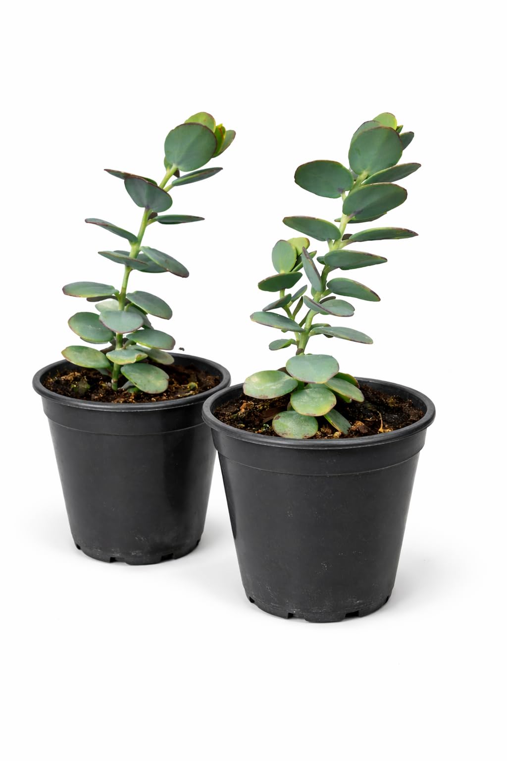 Kalanchoe Panamensis Rare Paddle Succulent, Easy Care Indoor Plant, 4 Inch Pot