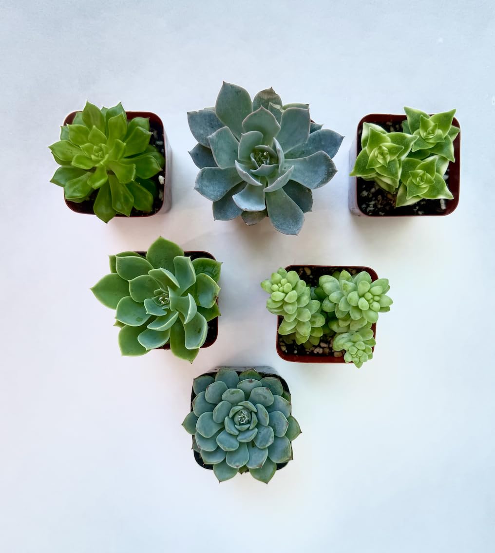 Live Succulent Plants, 2 Inch Mini Potted Assorted Varieties, Indoor Garden Collection (20)