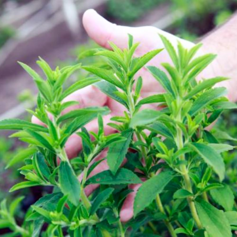2 Packs of Stevia Plant Live for Planting, Sweet Stevia Mint Herb Well Rooted, 4 Inches Potted