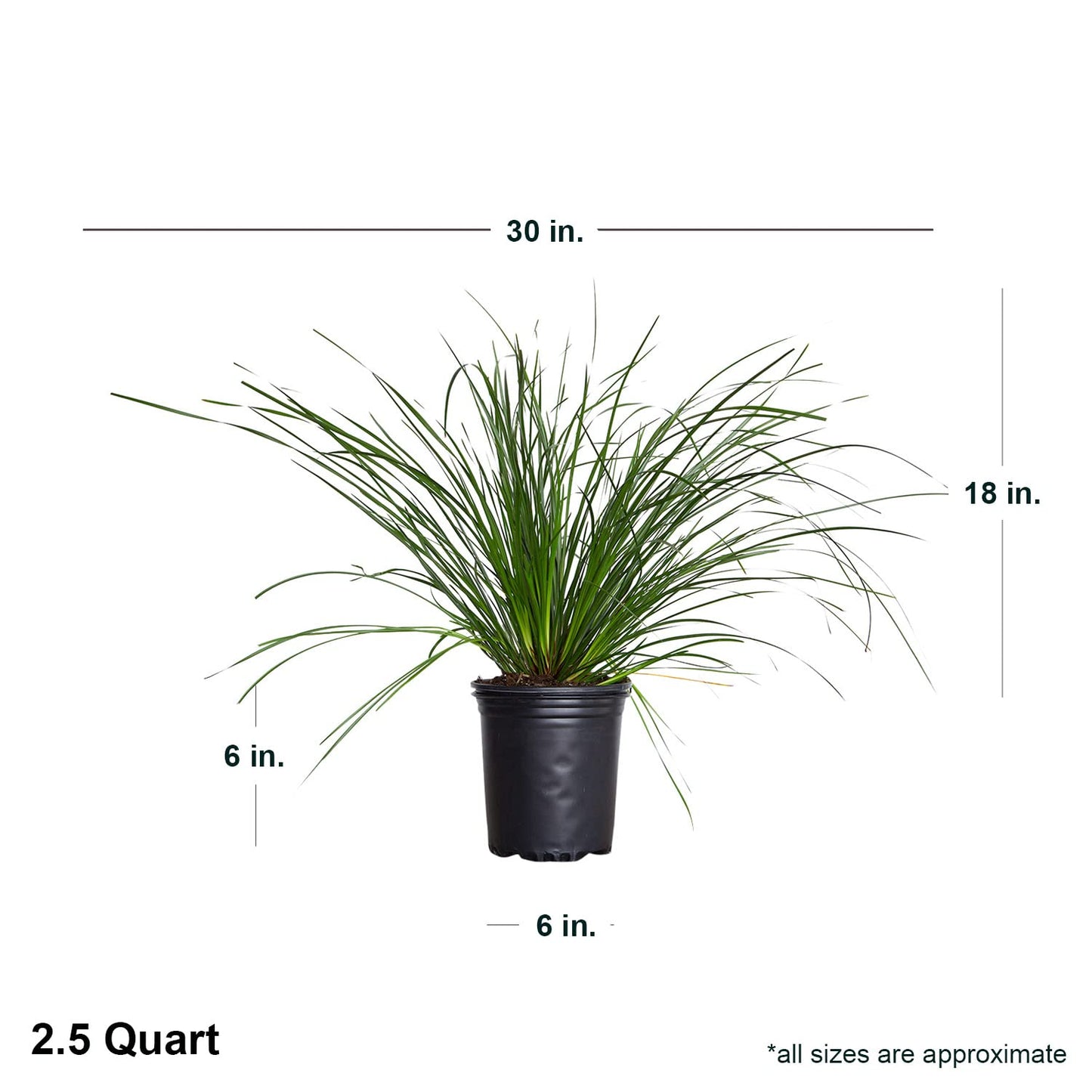 Breeze Lomandra (2.5 Quart) Evergreen Mid-Sized Dwarf Mat Rush Ornamental Grass - Full Sun Zebra Grass