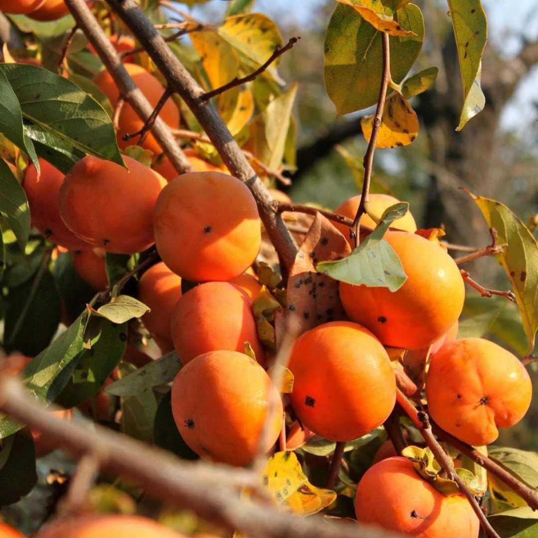 Persimmon Tree Live Plant, 1 Year Old, 6 to 15 Inches Tall, No Leaf, Dormant Sweet Persimmon Trees Fruit for Outdoor Planting
